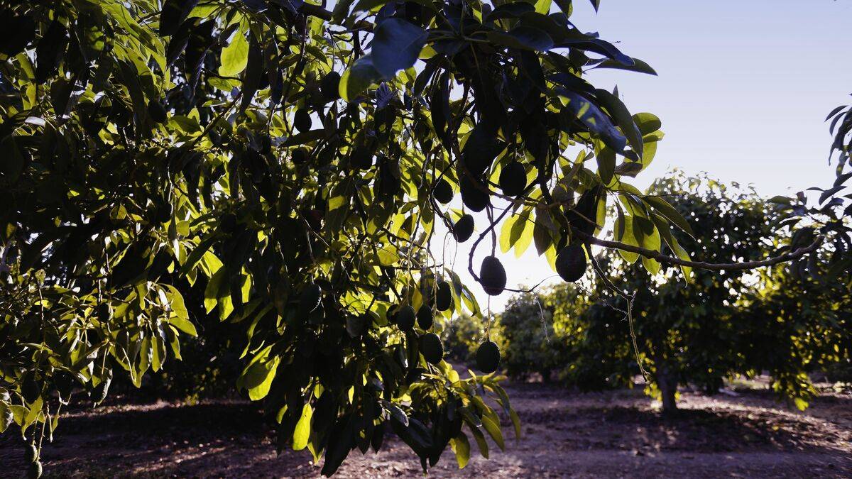 aguacate-portainjertos|228-600x800